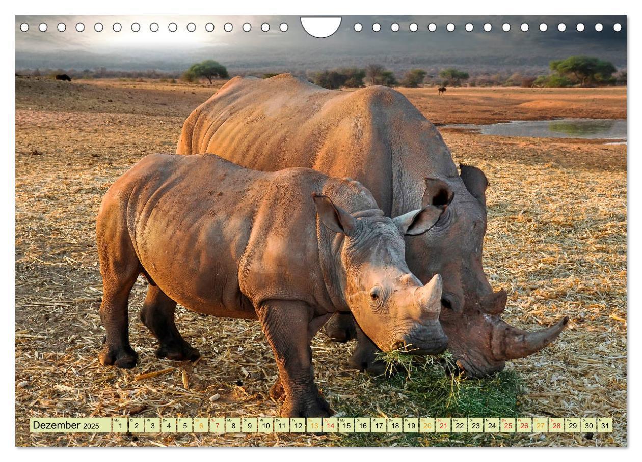 Bild: 9783435371204 | Bedrohte Tierart - Nashorn (Wandkalender 2025 DIN A4 quer),...