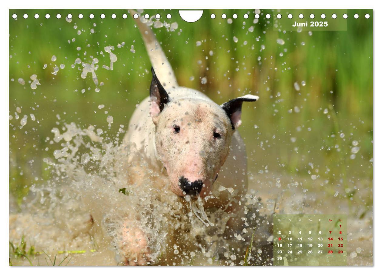 Bild: 9783435341559 | Bullterrier 2025 Frech und fröhlich durch das Jahr (Wandkalender...