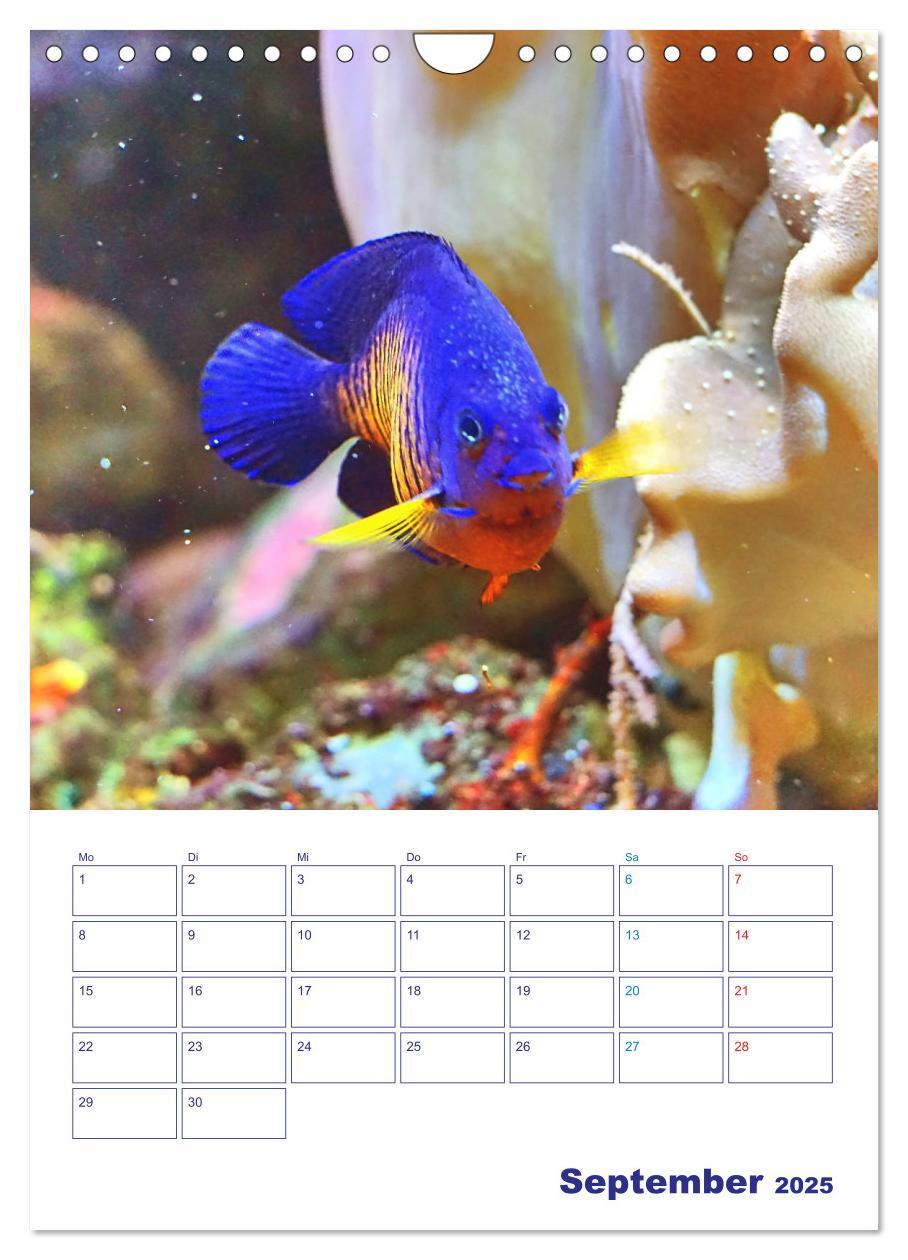 Bild: 9783435936380 | Bunte Meereswelten (Wandkalender 2025 DIN A4 hoch), CALVENDO...