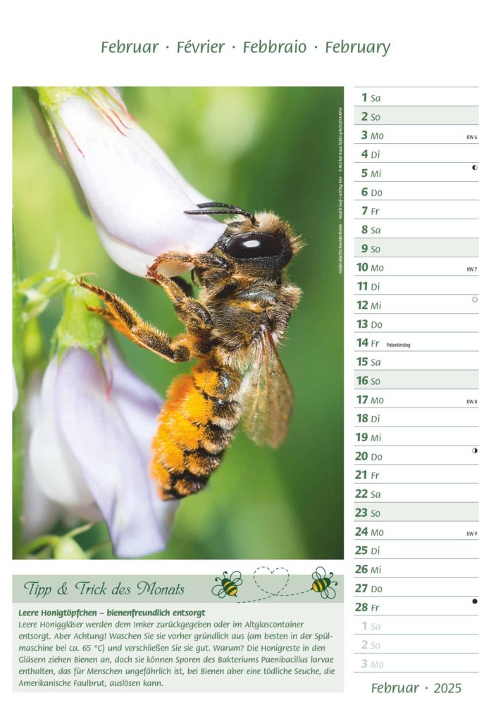 Bild: 4251732344399 | Alpha Edition - Bienen 2025 Bildkalender, 23,7x34cm, Kalender mit...