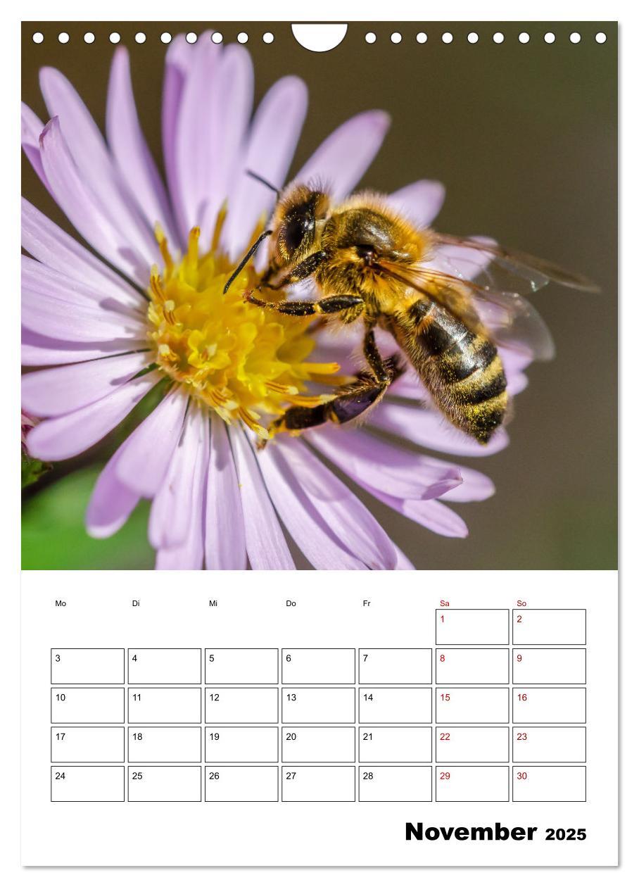 Bild: 9783435879731 | Hummeln und Bienen Terminplaner (Wandkalender 2025 DIN A4 hoch),...