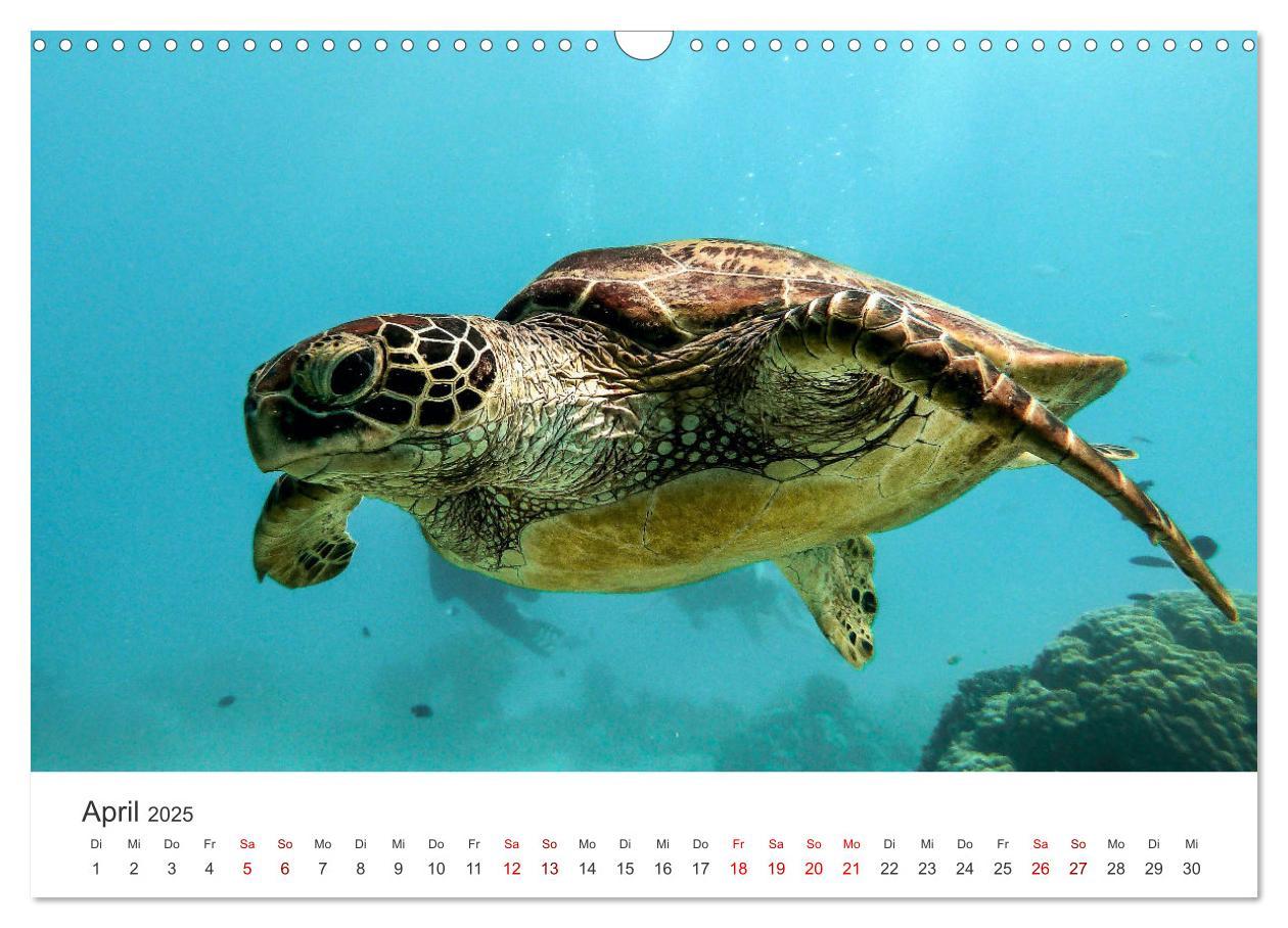 Bild: 9783383997358 | Schildkröten - Die gepanzerten Tiere. (Wandkalender 2025 DIN A3...