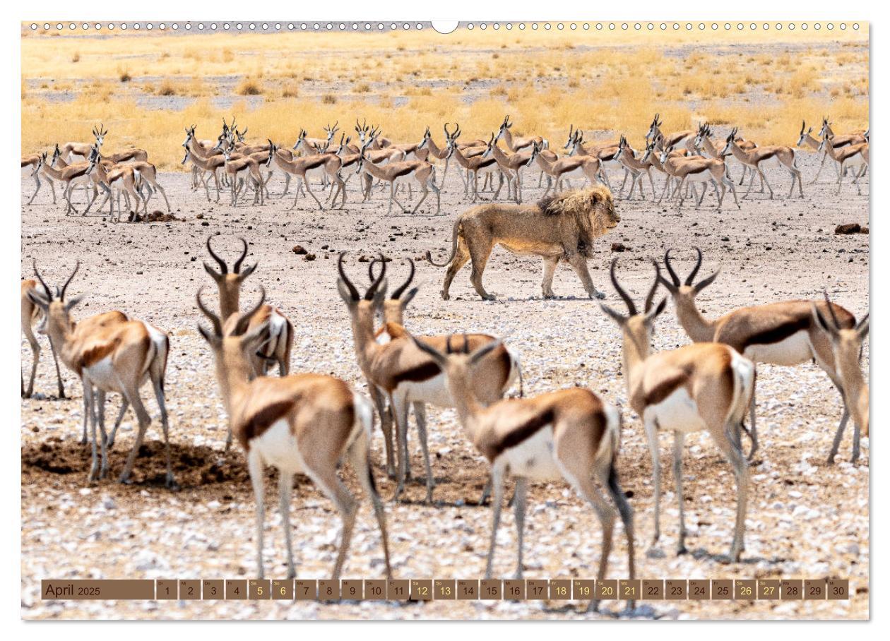 Bild: 9783383862526 | Wildlife Namibia - Etosha und Kalahari (Wandkalender 2025 DIN A2...