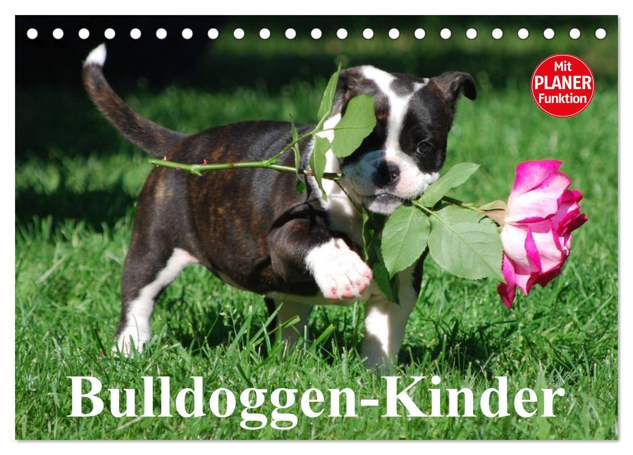 Cover: 9783435533602 | Bulldoggen-Kinder (Tischkalender 2025 DIN A5 quer), CALVENDO...