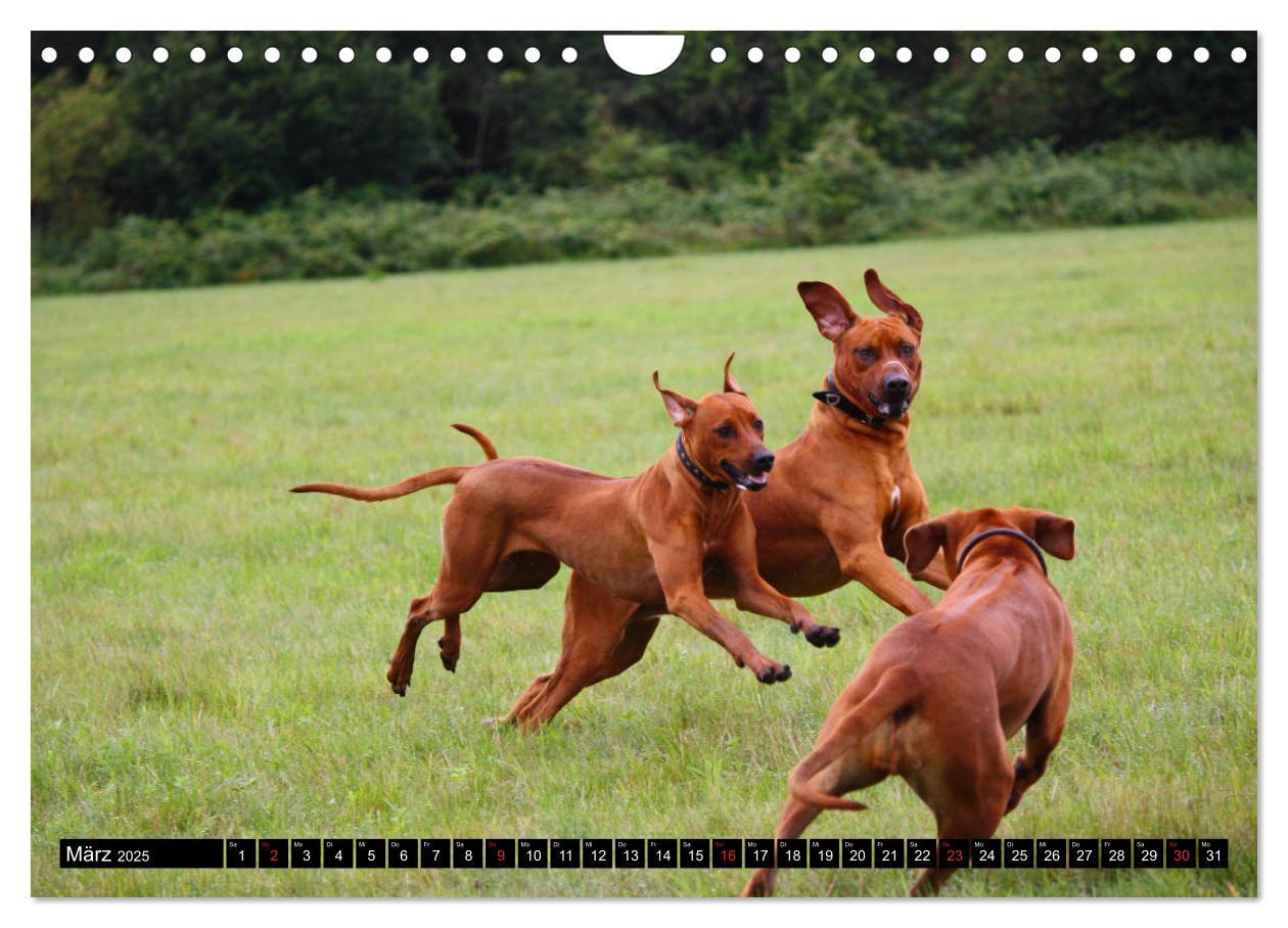 Bild: 9783435325160 | Rhodesian Ridgeback - Schnappschüsse - (Wandkalender 2025 DIN A4...