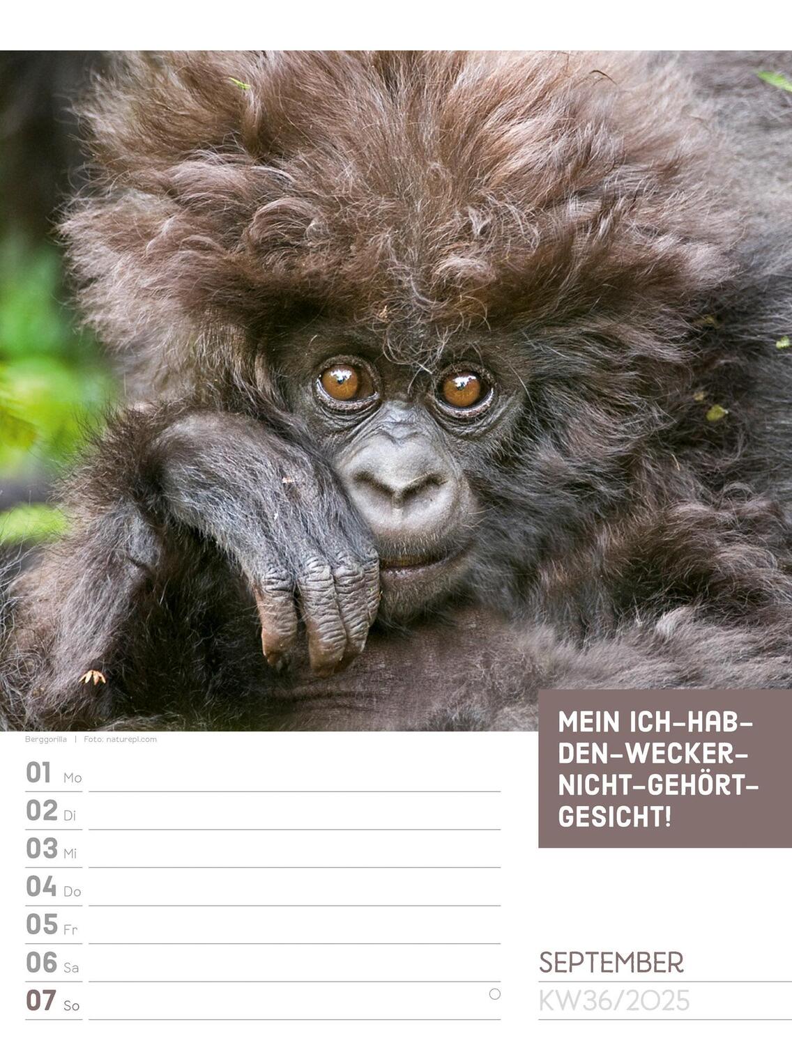 Bild: 9783838425962 | Tierisch! Sprüchekalender - Wochenplaner Kalender 2025 | Kunstverlag