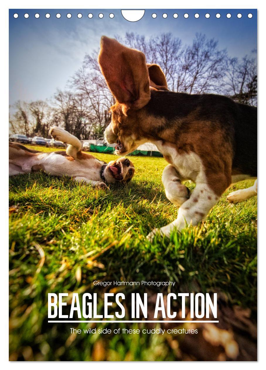 Cover: 9781325973002 | Beagles in action (Wall Calendar 2025 DIN A4 portrait), CALVENDO 12...