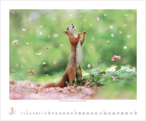 Bild: 9783731879275 | WaldLife 2025 | Verlag Korsch | Kalender | 14 S. | Deutsch | 2025