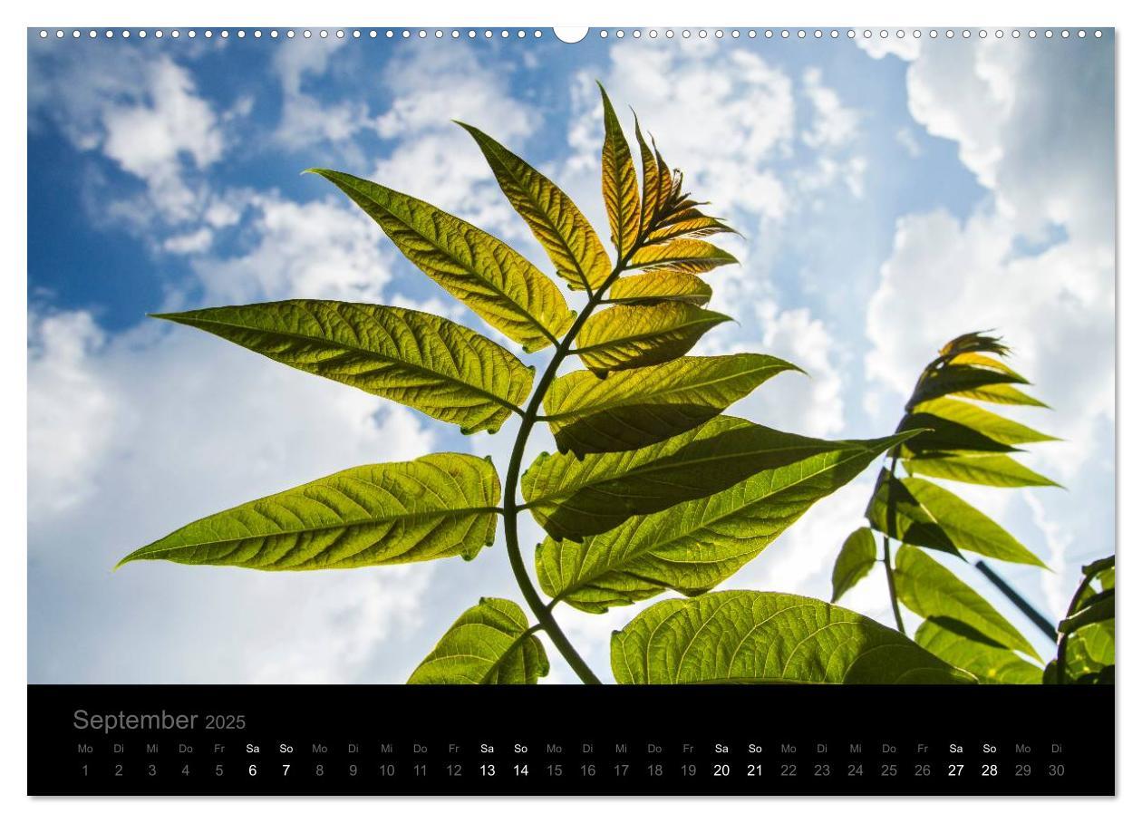 Bild: 9783435802128 | Natur im Detail (Wandkalender 2025 DIN A2 quer), CALVENDO...