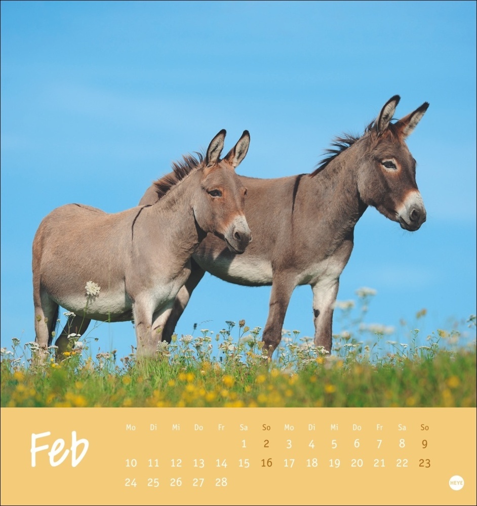 Bild: 9783756407149 | Esel Postkartenkalender 2025 - Von wegen sturer Esel | Kalender | 2025