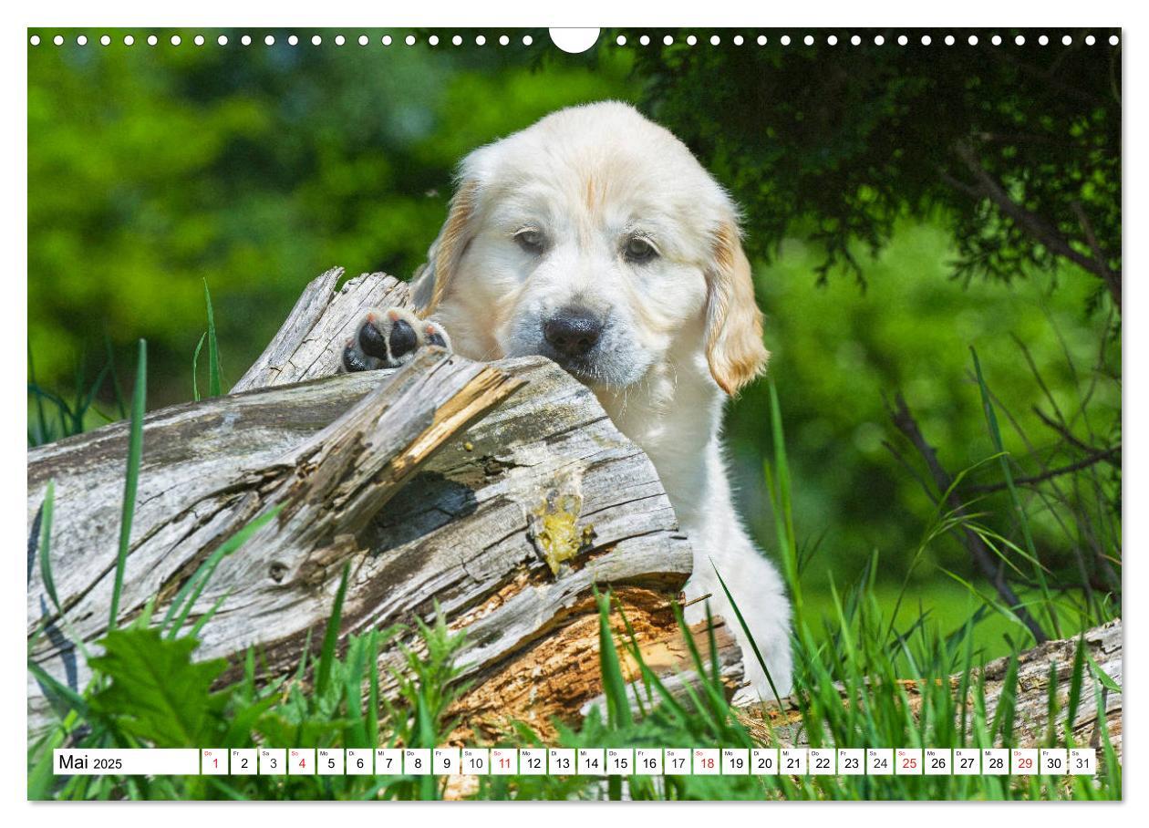 Bild: 9783435213801 | Goldige Herzensbrecher - Golden Retriever Welpen (Wandkalender 2025...