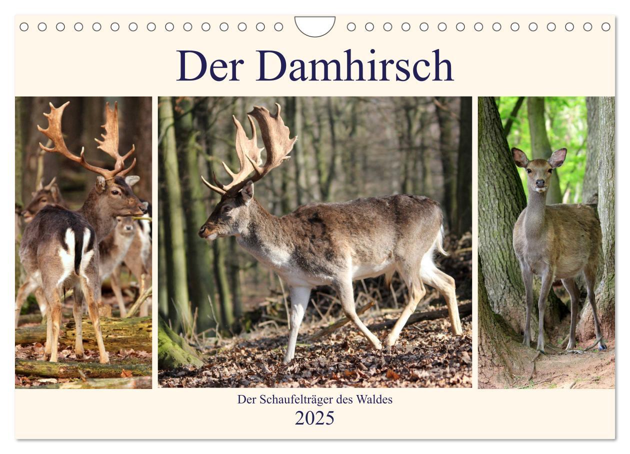 Cover: 9783435532872 | Der Damhirsch - Der Schaufelträger des Waldes (Wandkalender 2025...