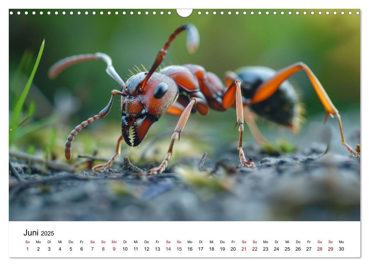 Bild: 9783383799754 | Insekten hautnah (Wandkalender 2025 DIN A3 quer), CALVENDO...