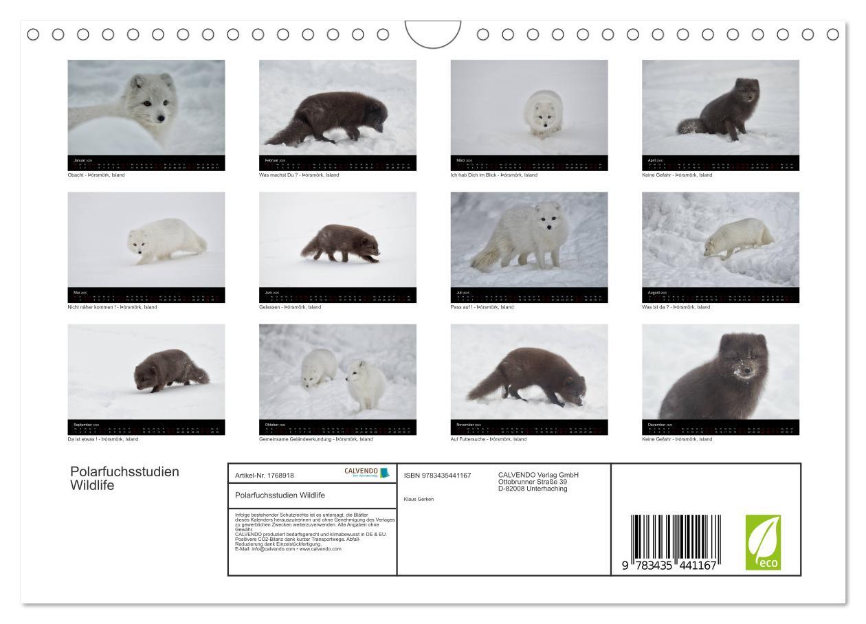 Bild: 9783435441167 | Polarfuchsstudien Wildlife (Wandkalender 2025 DIN A4 quer),...