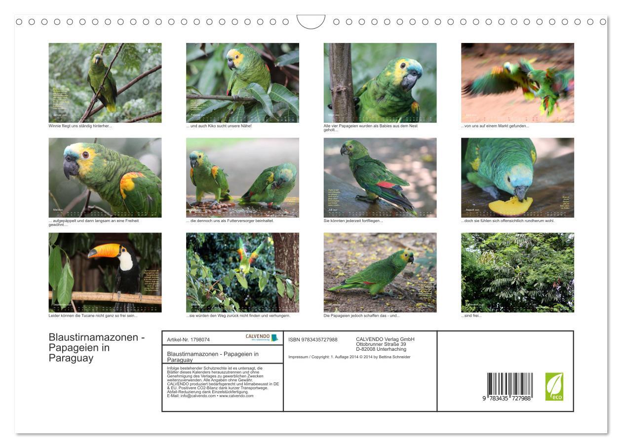 Bild: 9783435727988 | Blaustirnamazonen - Papageien in Paraguay (Wandkalender 2025 DIN A3...