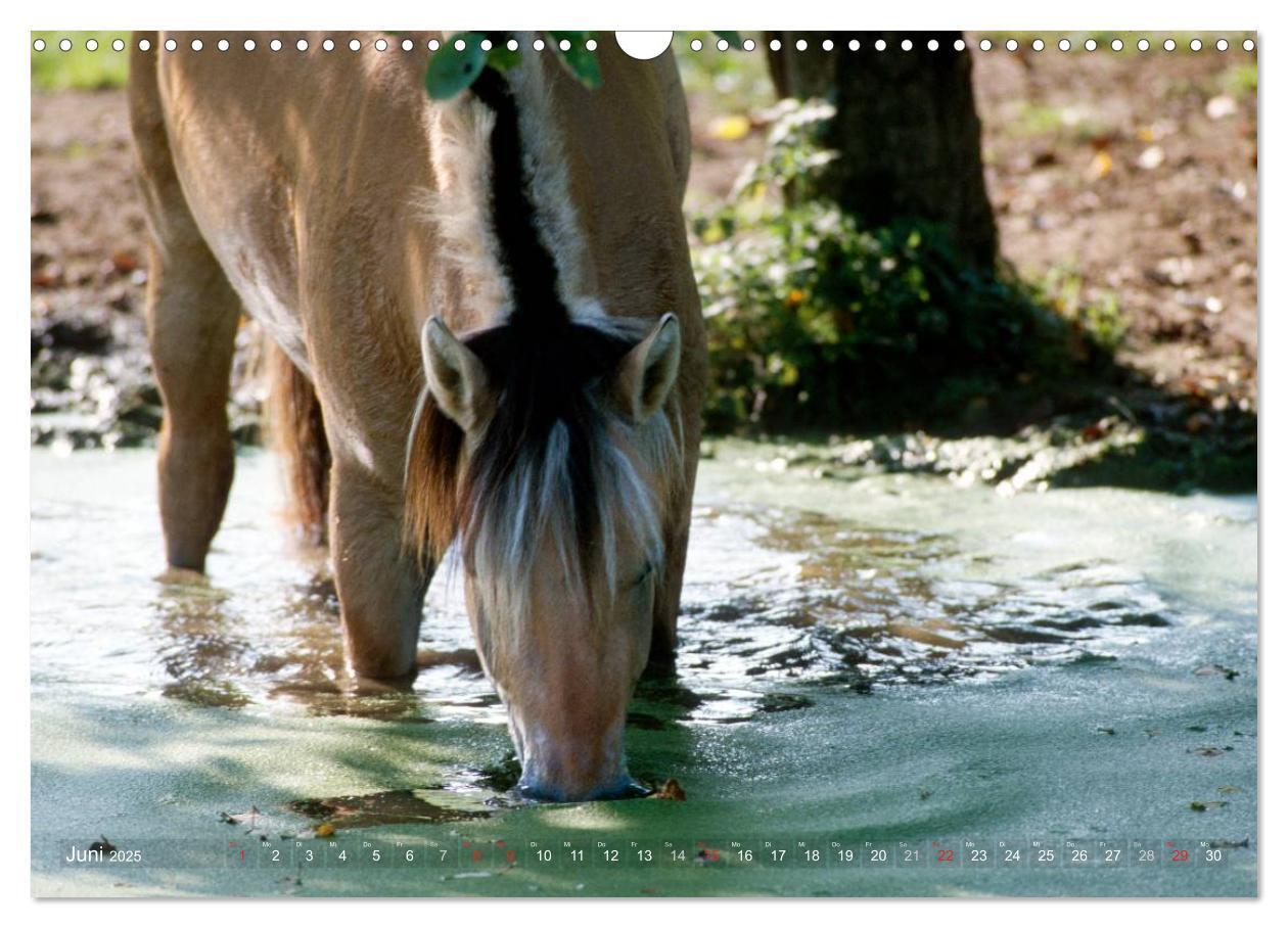 Bild: 9783435753994 | Fjordpferde - Norweger (Wandkalender 2025 DIN A3 quer), CALVENDO...