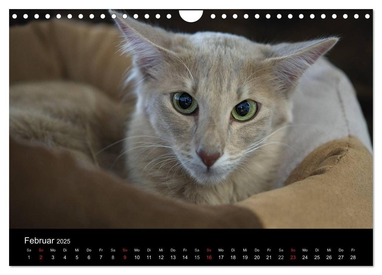 Bild: 9783435730070 | Orientalische Katzen (Wandkalender 2025 DIN A4 quer), CALVENDO...