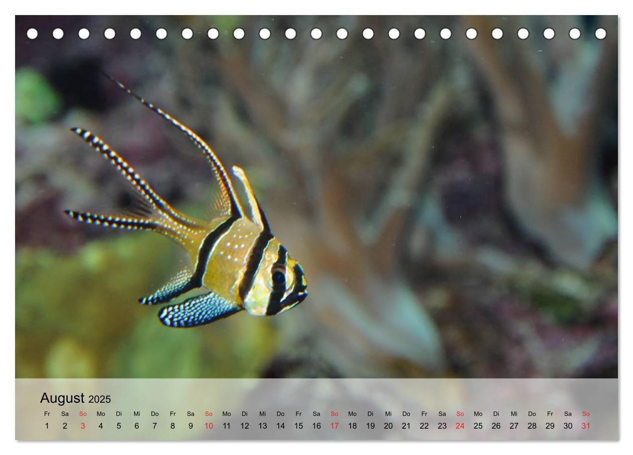 Bild: 9783435589456 | Knallbunte Wasserwelt. Die Welt der Fische (Tischkalender 2025 DIN...