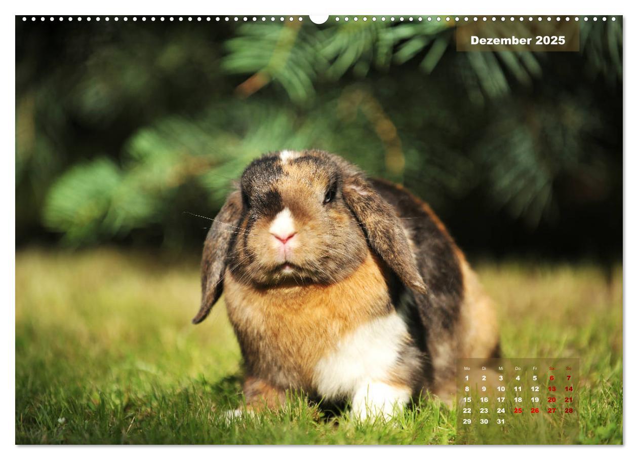 Bild: 9783435340866 | Kaninchen klein und putzig (Wandkalender 2025 DIN A2 quer),...