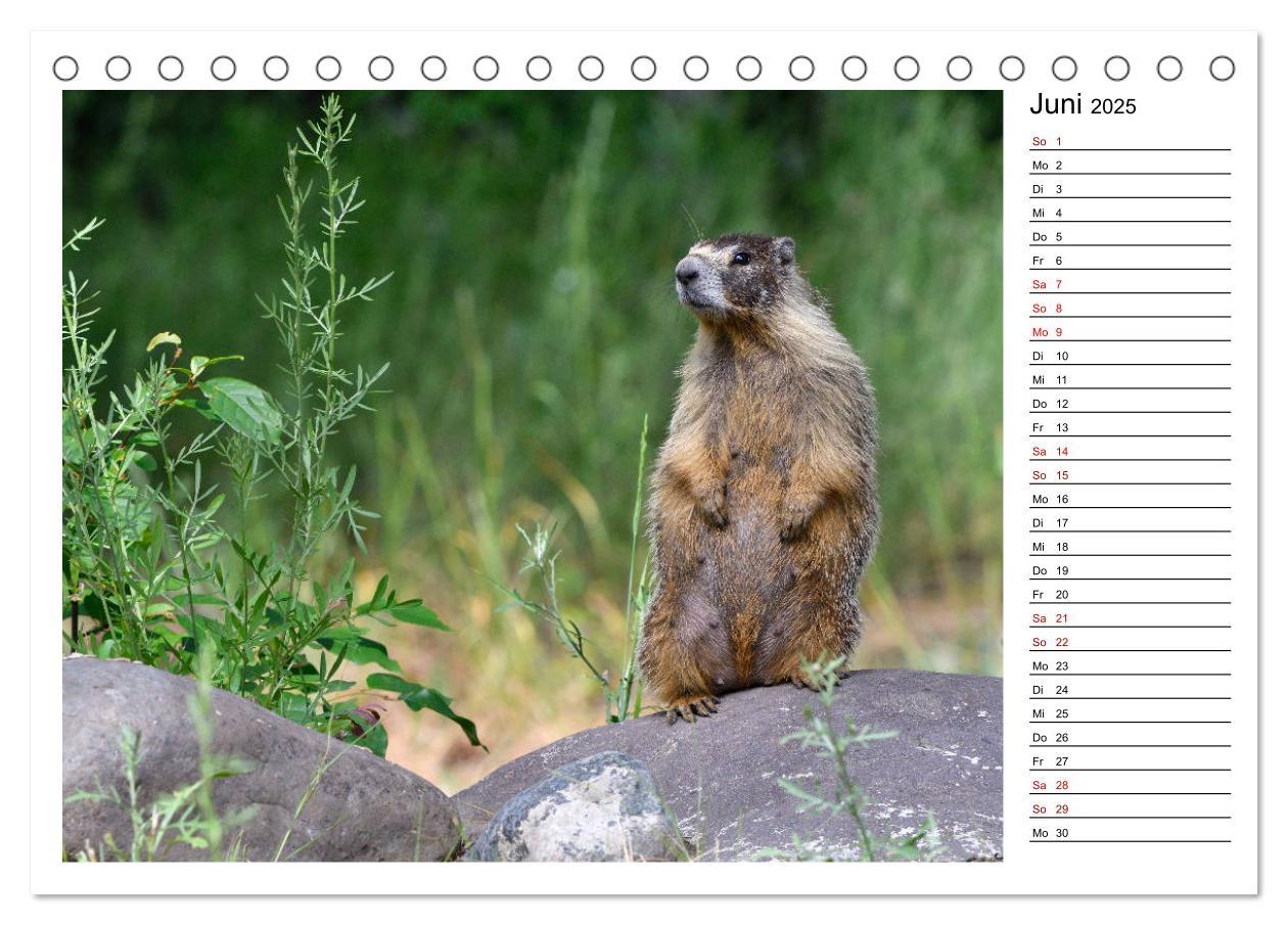 Bild: 9783435396306 | Murmeltiere in Nordamerika (Tischkalender 2025 DIN A5 quer),...