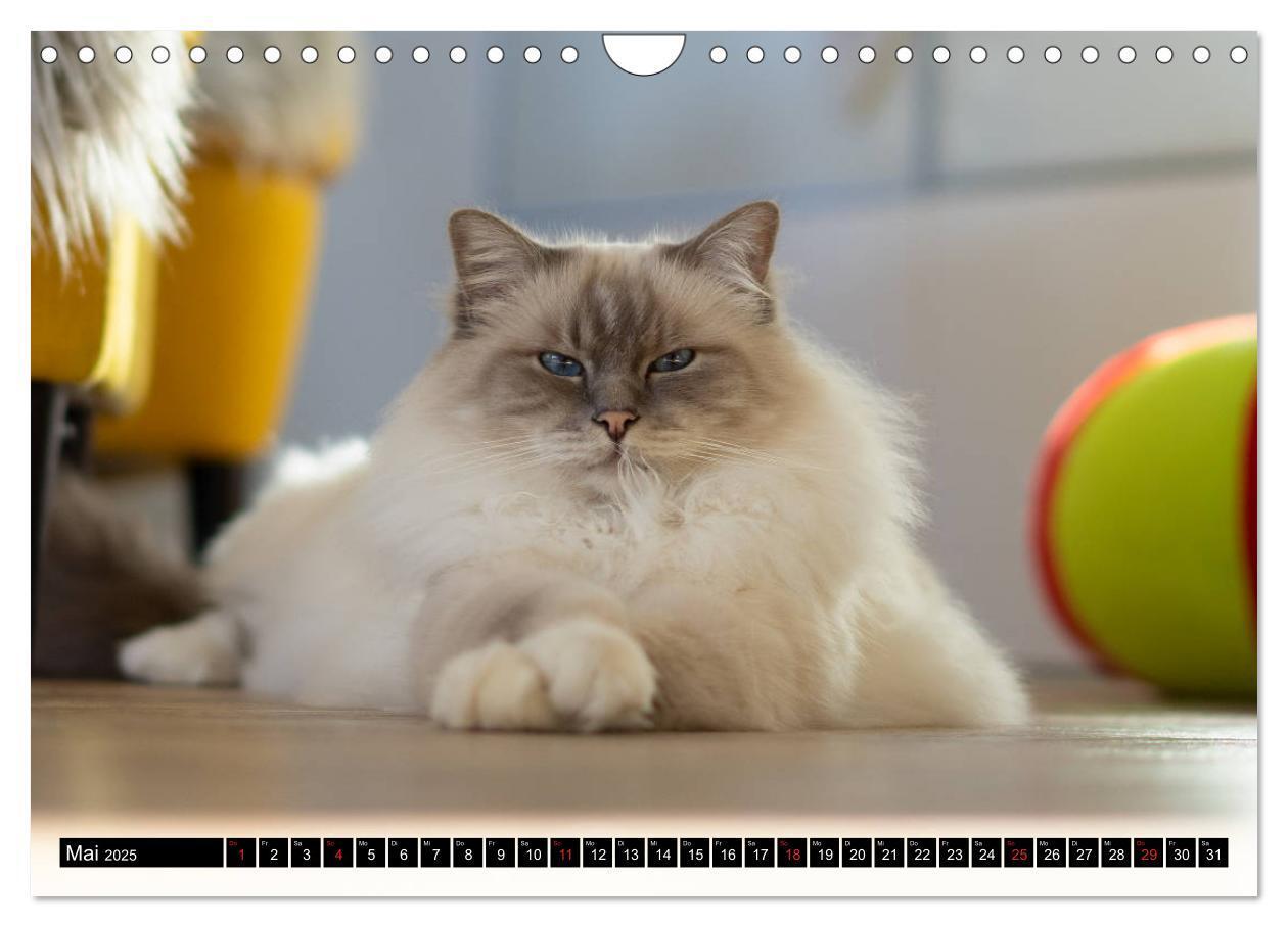 Bild: 9783435758500 | Heilige Birma Katzenkalender (Wandkalender 2025 DIN A4 quer),...