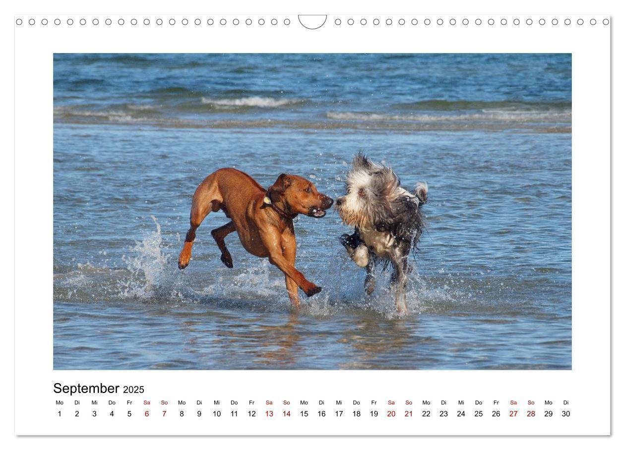 Bild: 9783383987601 | Rhodesian Ridgeback - Charmanter Dickkopf aus Afrika (Wandkalender...