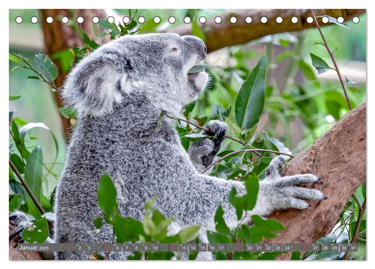 Bild: 9783435159741 | Koalas - Kuscheliges Symbol Australiens (Tischkalender 2025 DIN A5...