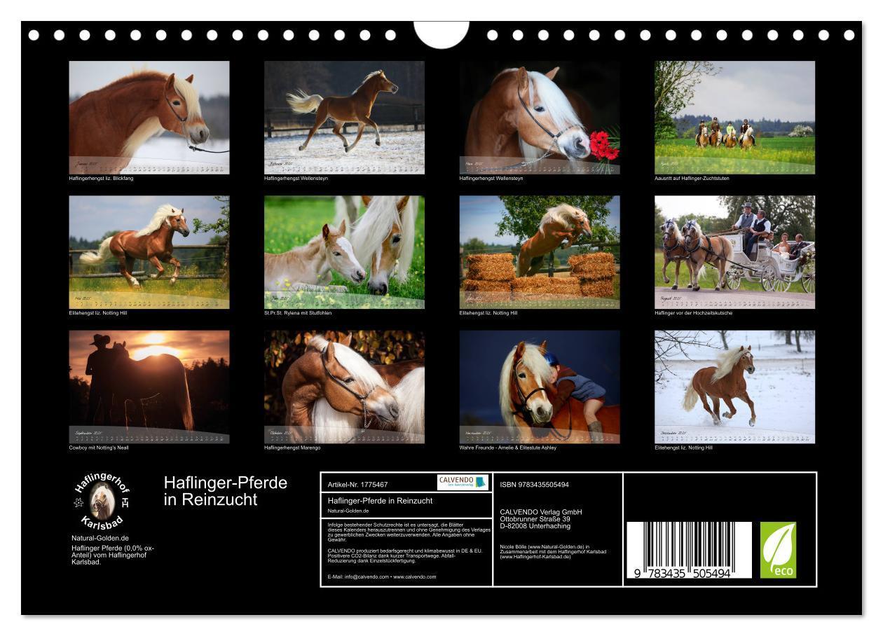 Bild: 9783435505494 | Haflinger-Pferde in Reinzucht (Wandkalender 2025 DIN A4 quer),...