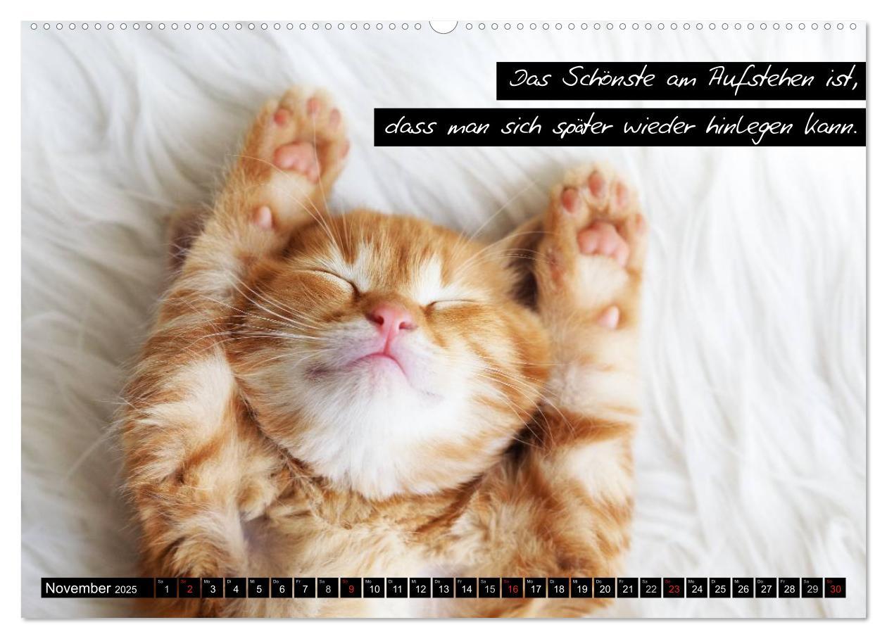 Bild: 9783435619764 | Der "philosophische" Katzenkalender 2025 (Wandkalender 2025 DIN A2...