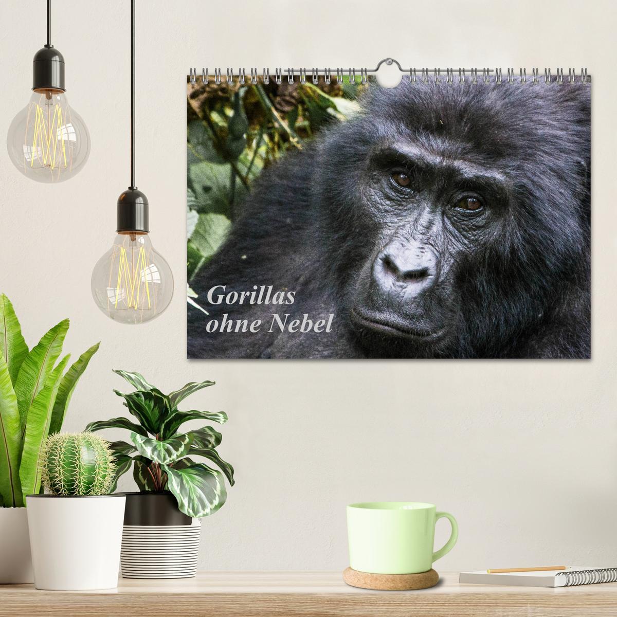 Bild: 9783435364145 | Gorillas ohne Nebel (Wandkalender 2025 DIN A4 quer), CALVENDO...