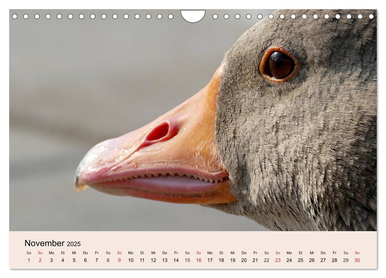 Bild: 9783435316755 | Gänse. Von wegen dumme Gans! (Wandkalender 2025 DIN A4 quer),...