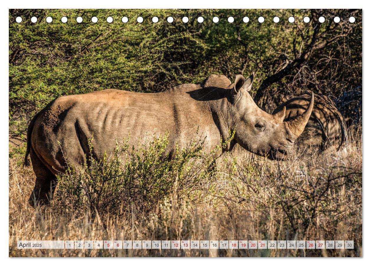 Bild: 9783383853807 | Abenteuerliches Namibia (Tischkalender 2025 DIN A5 quer), CALVENDO...