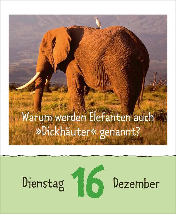 Bild: 9783731877479 | Wie faul ist das Faultier? 2025 | Verlag Korsch | Kalender | 328 S.