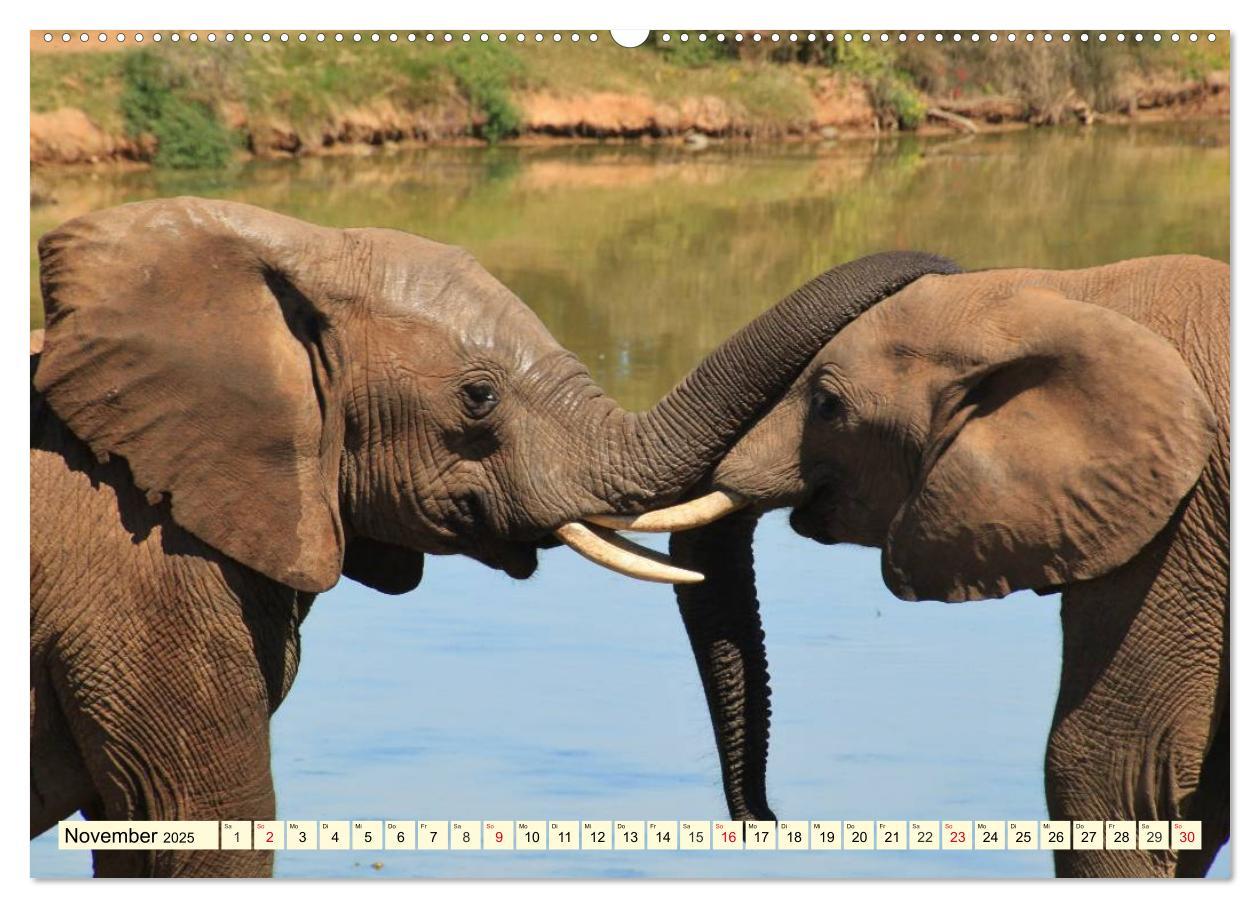 Bild: 9783435491292 | Wildes Leben in Botswana (Wandkalender 2025 DIN A2 quer), CALVENDO...