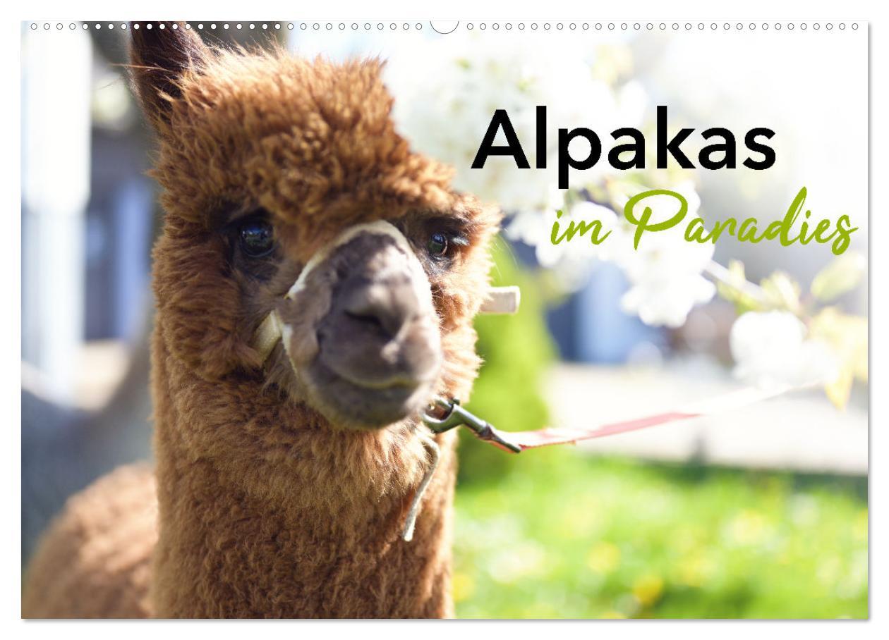 Cover: 9783457218723 | Alpakas im Paradies (Wandkalender 2025 DIN A2 quer), CALVENDO...