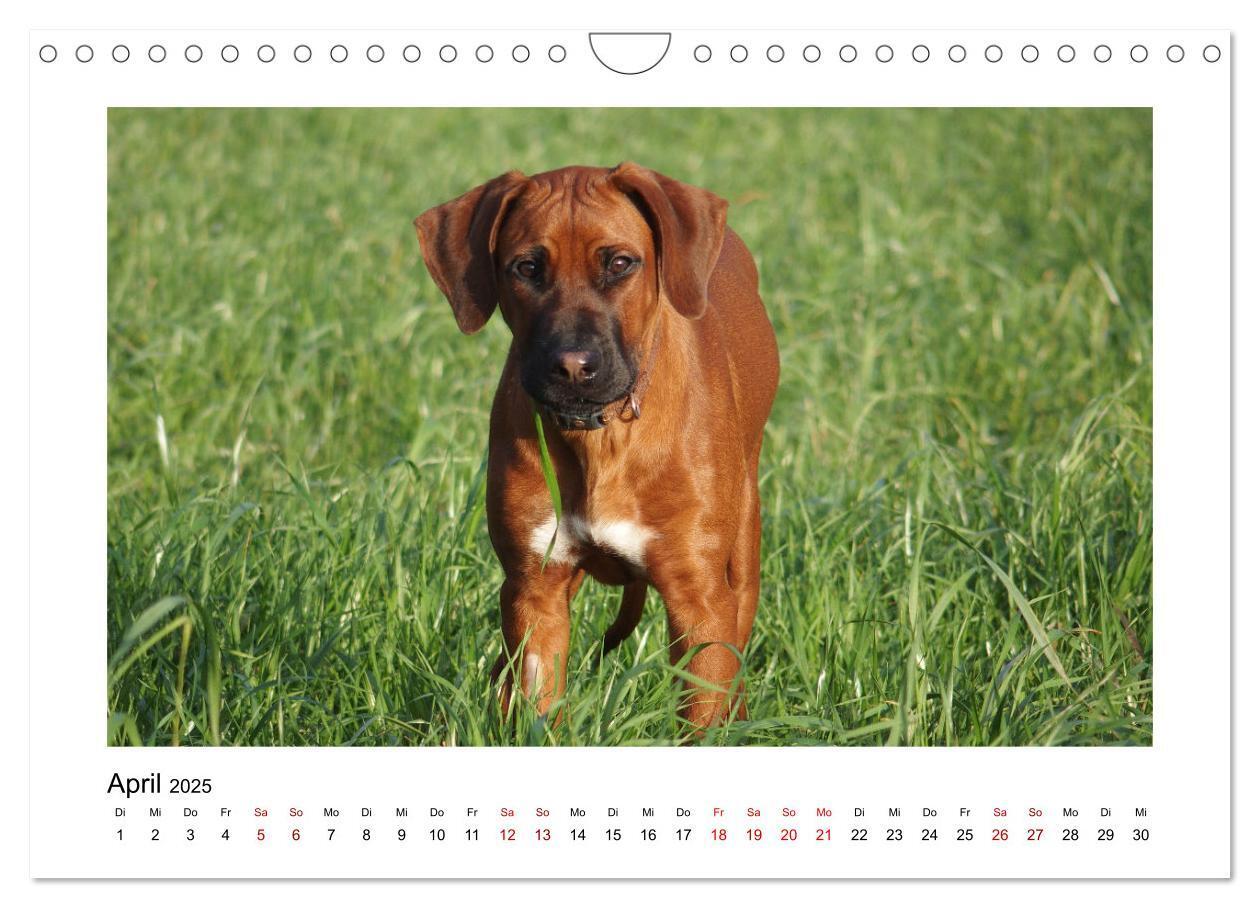 Bild: 9783383988028 | Rhodesian Ridgeback - Charmanter Dickkopf aus Afrika (Wandkalender...