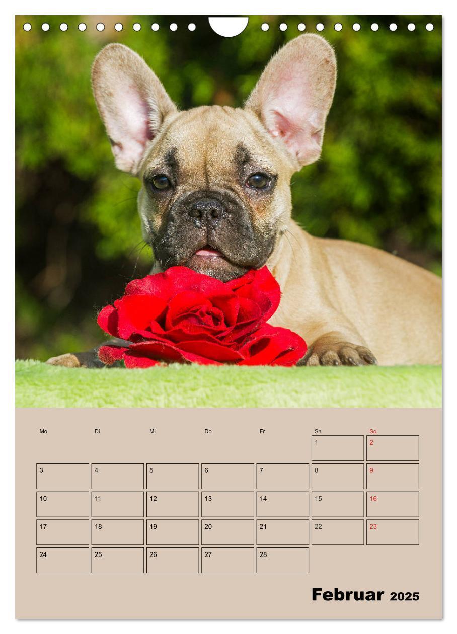 Bild: 9783435959662 | Jahresplaner Französische Bulldogge (Wandkalender 2025 DIN A4...