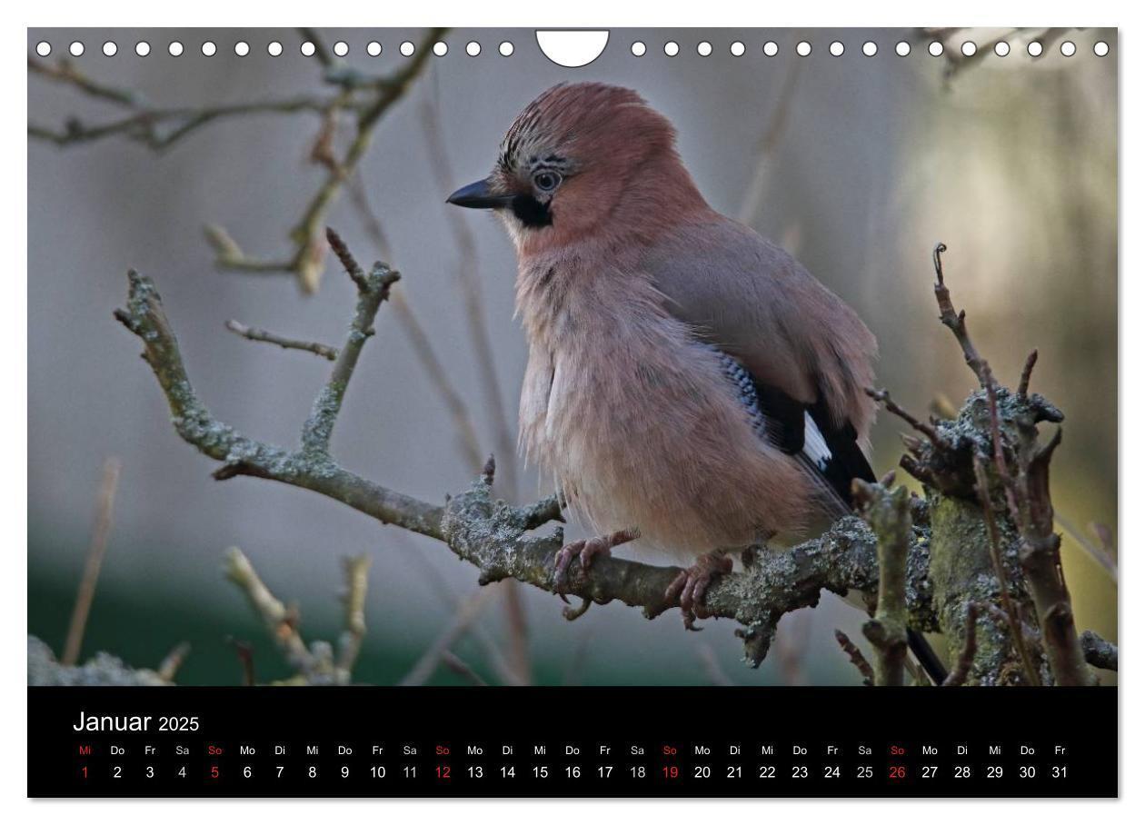 Bild: 9783435560264 | Eichelhäher der Waldpolizist (Wandkalender 2025 DIN A4 quer),...