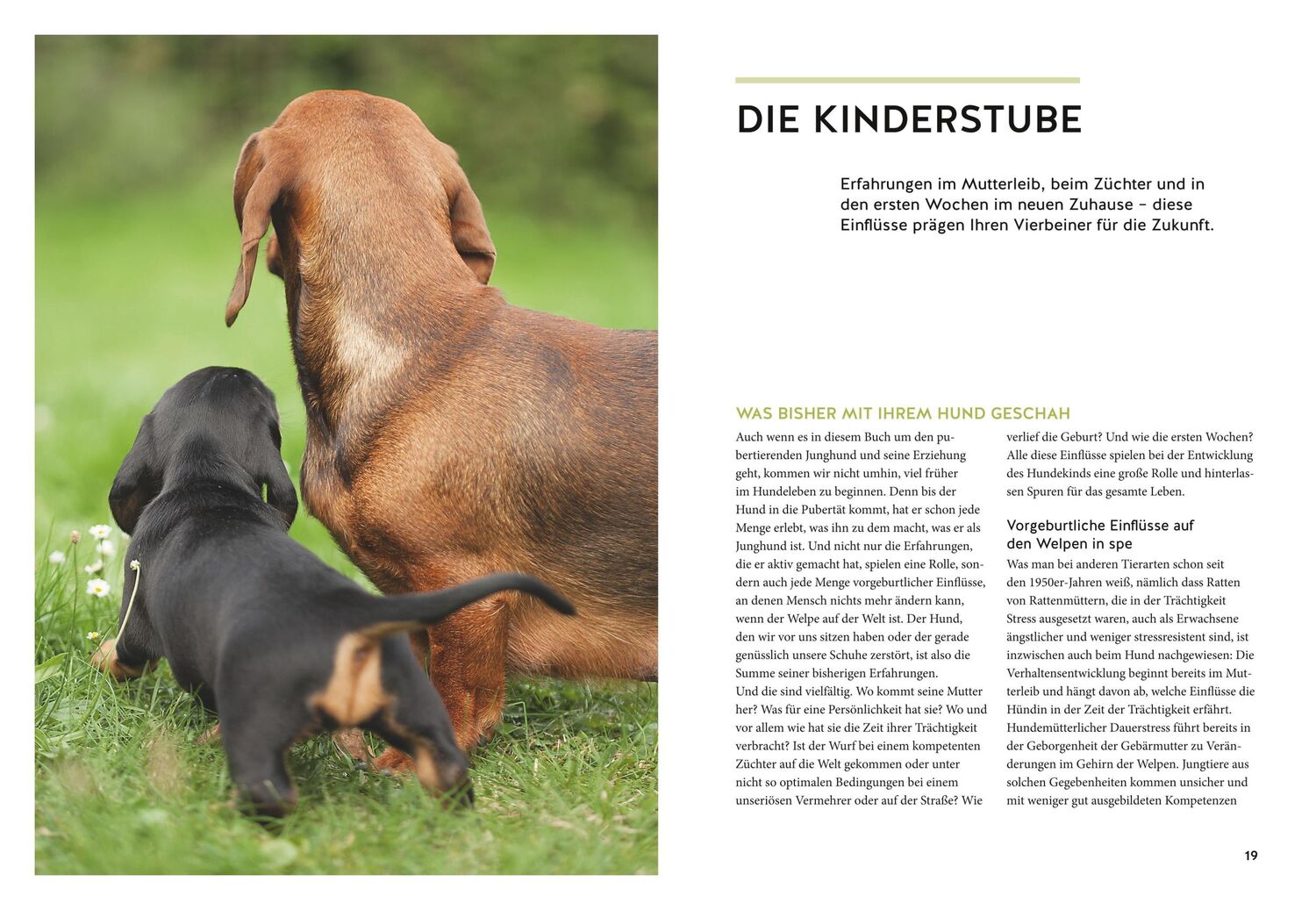 Bild: 9783833866463 | Wenn der Welpe zum halbstarken Hund wird | Sophie Strodtbeck (u. a.)