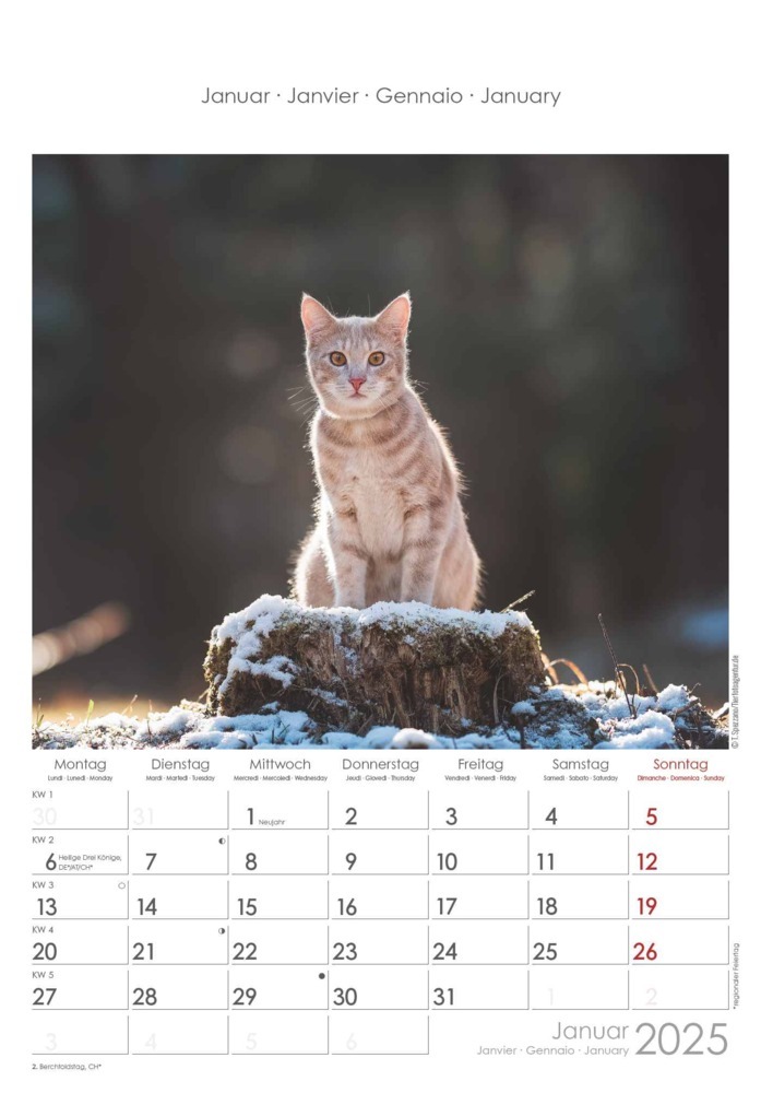 Bild: 4251732341015 | Alpha Edition - Katzen 2025 Bildkalender, 23,7x34cm, Wandkalender...