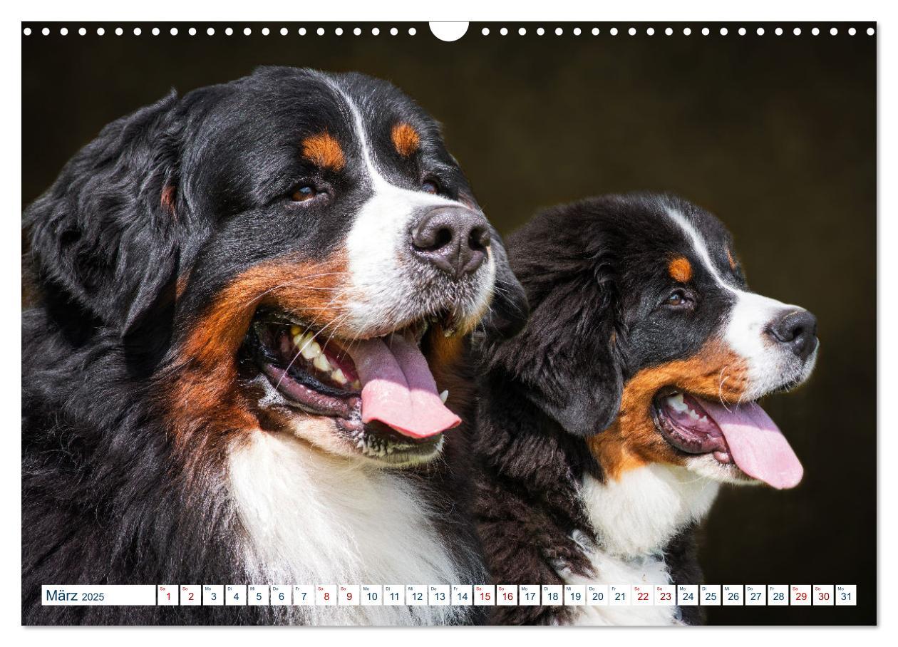 Bild: 9783435050079 | Berner Sennenhund - Ein Traum auf vier Pfoten (Wandkalender 2025...