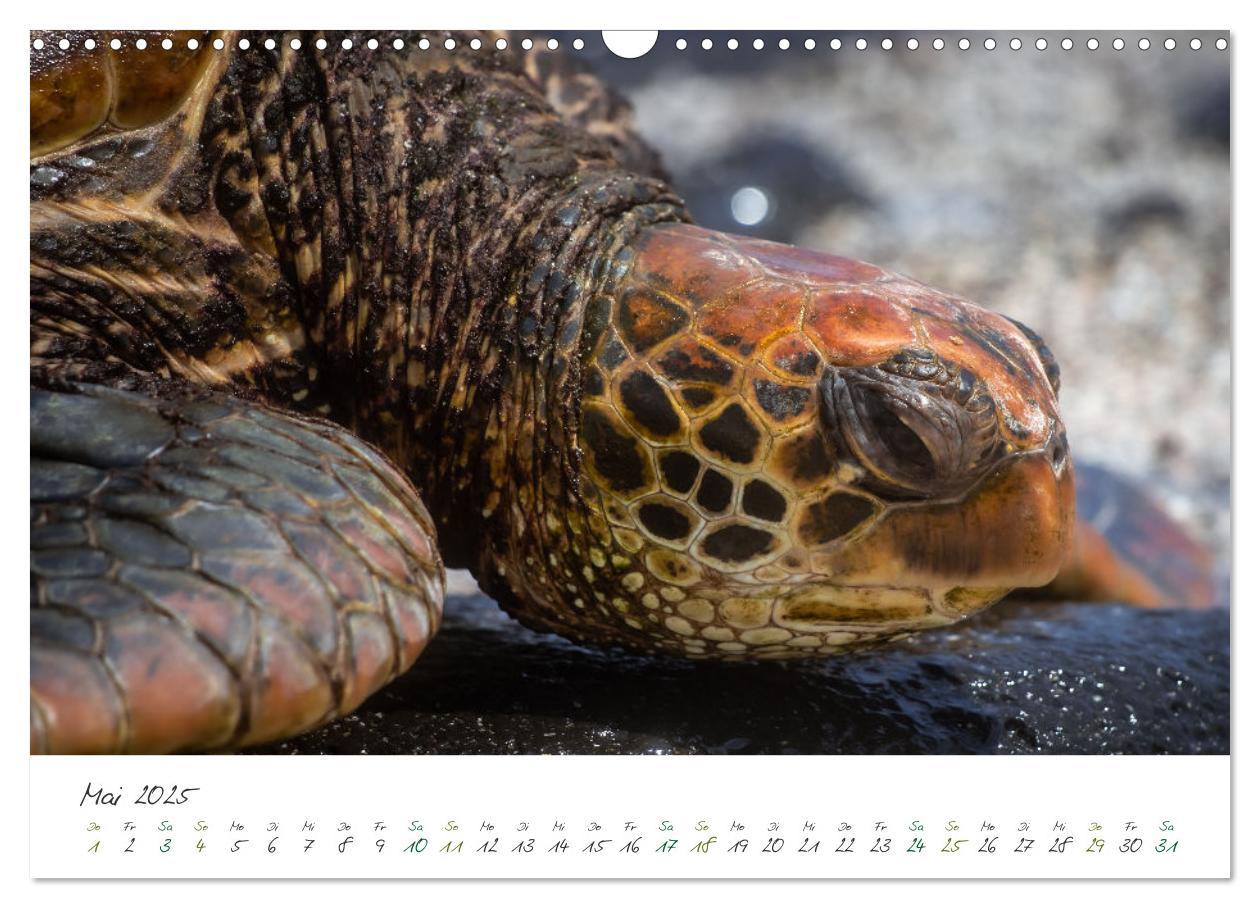 Bild: 9783383882302 | Wildes Galapagos - Die Tiere der Galapagos Inseln (Wandkalender...