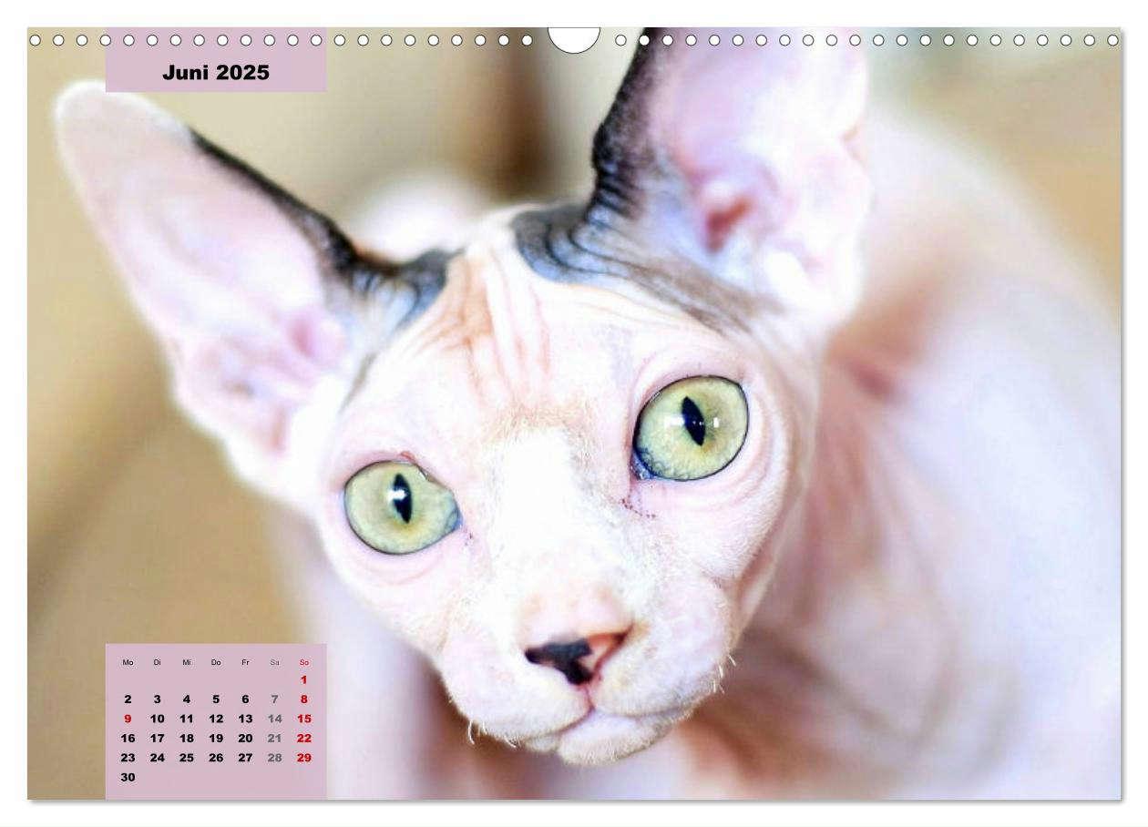 Bild: 9783435050086 | Sphinx. Grazile und anmutige Nacktkatzen (Wandkalender 2025 DIN A3...