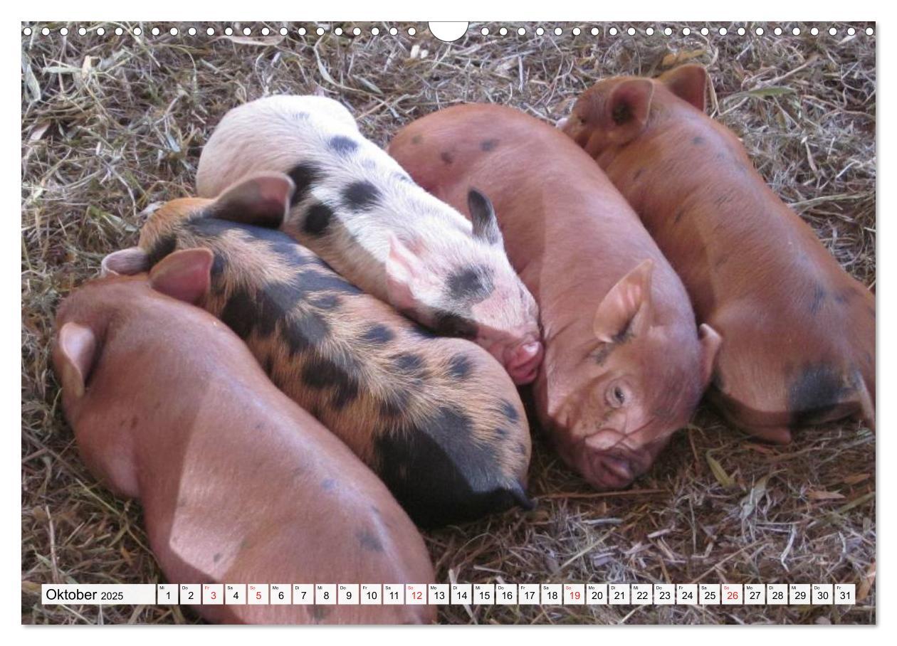 Bild: 9783435601936 | Von Säuen die Schwein haben! (Wandkalender 2025 DIN A3 quer),...