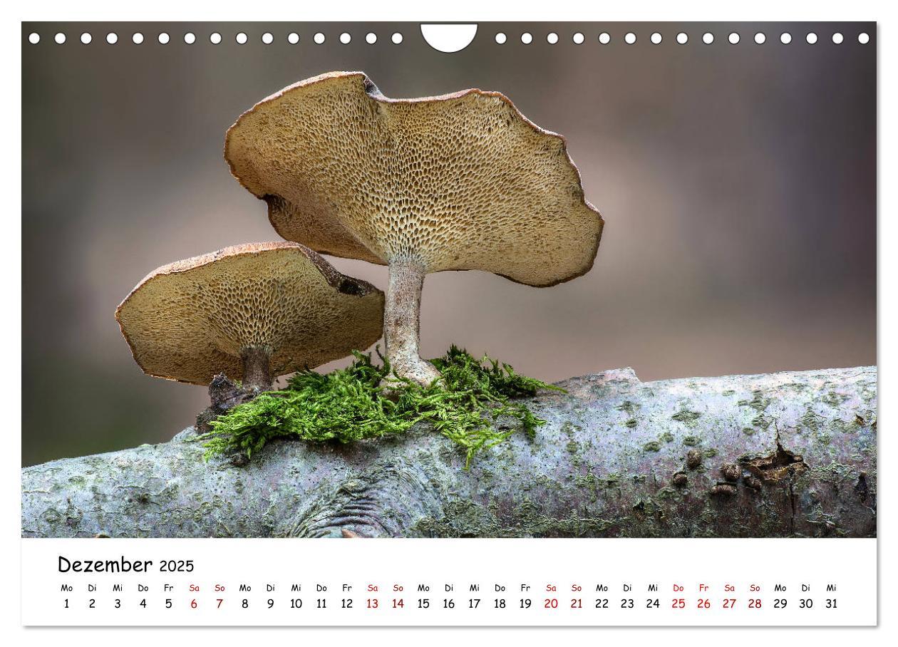 Bild: 9783435332007 | Pilzgalerie - Die bunte Welt der Baumpilze (Wandkalender 2025 DIN...