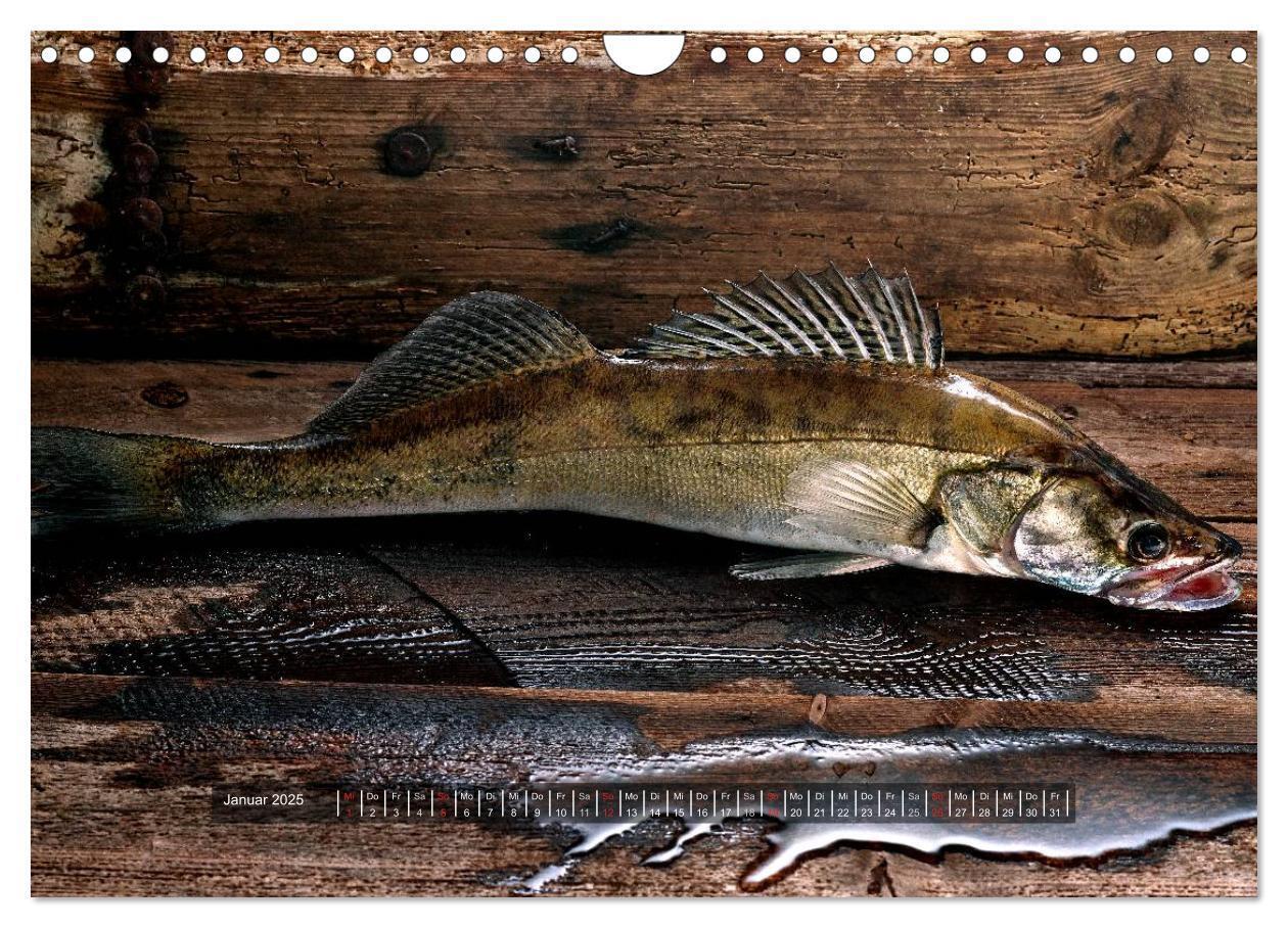 Bild: 9783435499090 | UNSER FISCH. SÜßWASSER. (Wandkalender 2025 DIN A4 quer), CALVENDO...