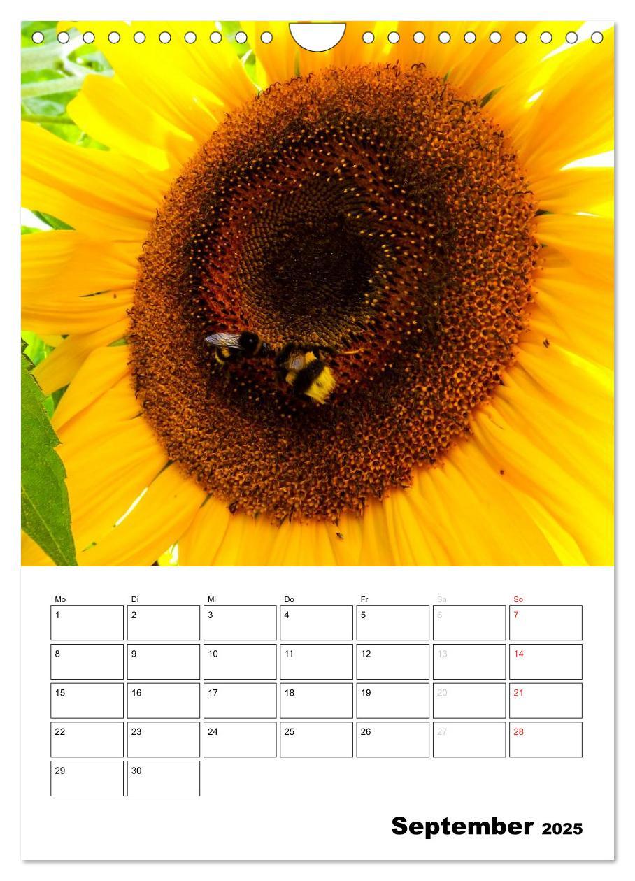 Bild: 9783457005170 | Strahlende Sonnenblumen (Wandkalender 2025 DIN A4 hoch), CALVENDO...