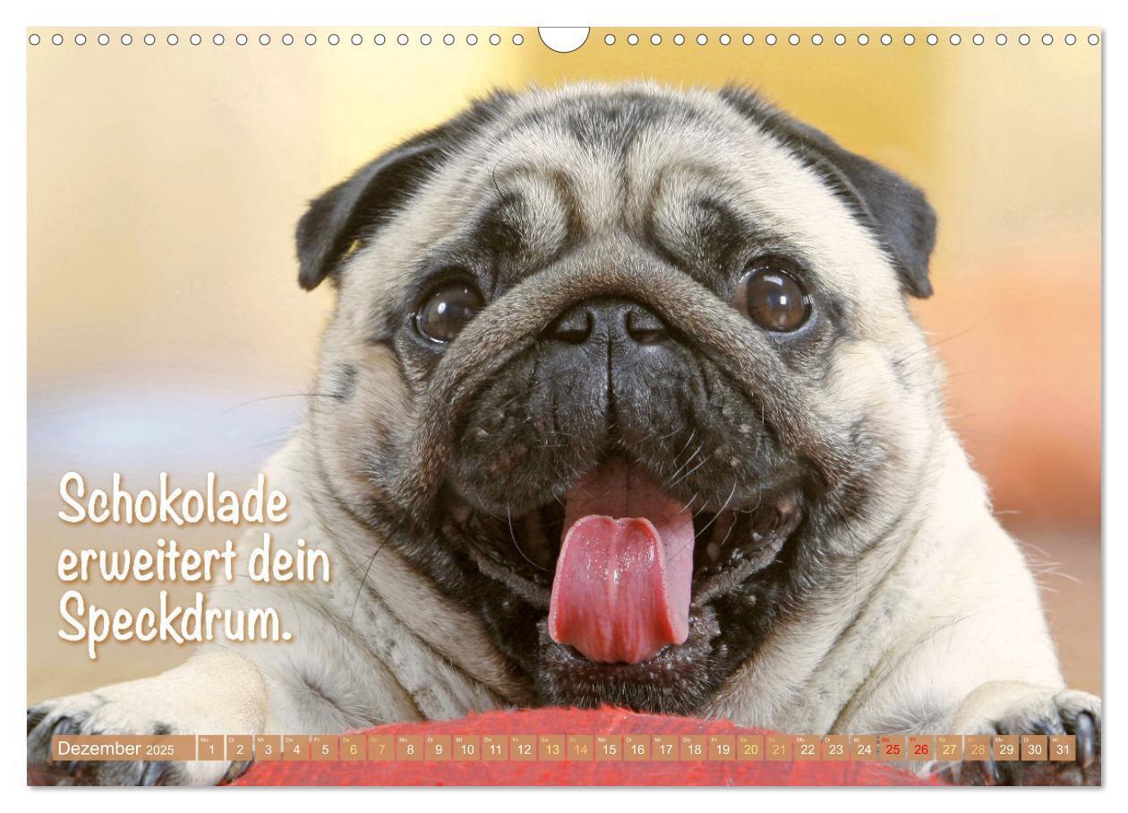 Bild: 9783457167168 | Lächeln mit Mops (Wandkalender 2025 DIN A3 quer), CALVENDO...