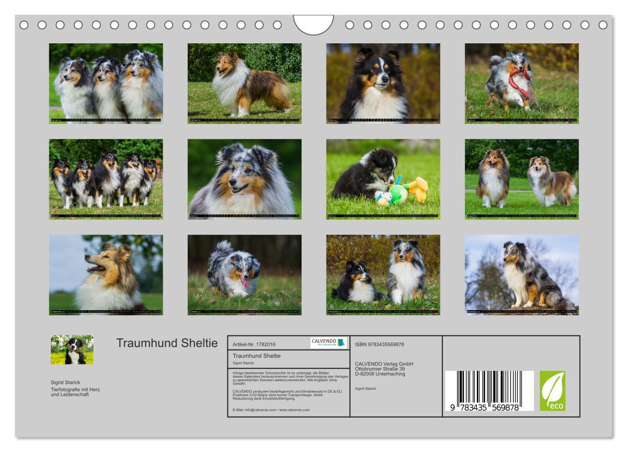 Bild: 9783435569878 | Traumhund Sheltie (Wandkalender 2025 DIN A4 quer), CALVENDO...