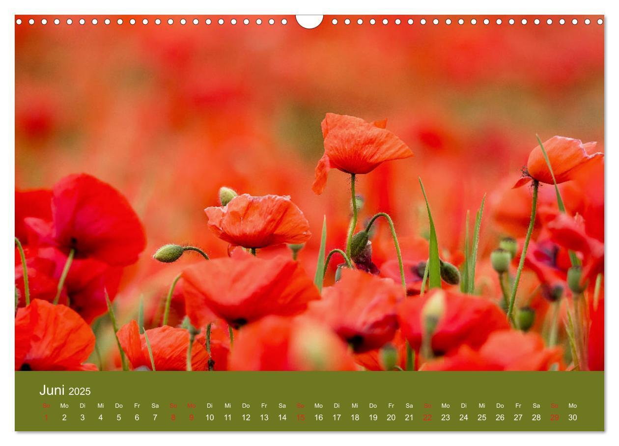 Bild: 9783435122516 | Mohnblumen Romantik (Wandkalender 2025 DIN A3 quer), CALVENDO...